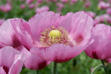 Bahçedeki güzel pembe çiçekleri kapat.