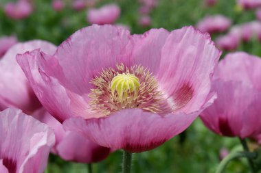 Güzel pembe haşhaş çiçekleri yakın çekim