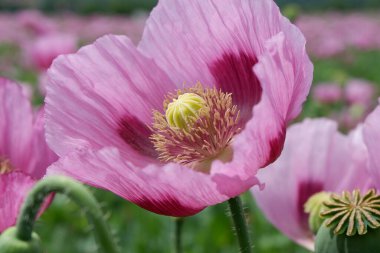 Bahçede güzel pembe gelincik çiçekleri