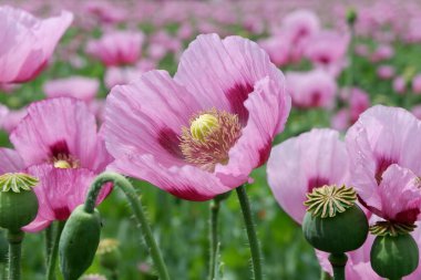 Bahçede güzel pembe gelincik çiçekleri
