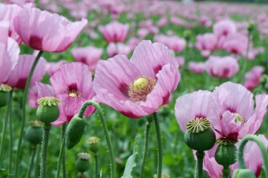 Bahçede pembe haşhaş