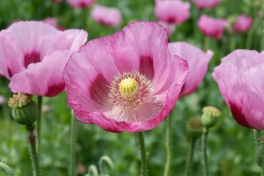 Bahçede güzel pembe gelincik çiçekleri