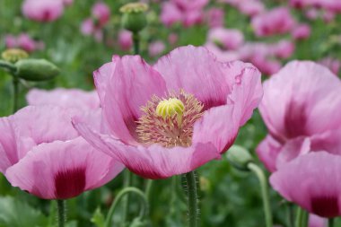 Bahçedeki güzel pembe çiçek