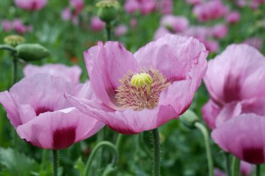 Bahçedeki pembe çiçek