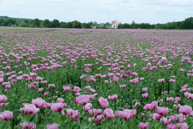 Çiçek açan laleler tarlası