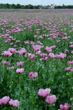 Bahçedeki pembe çiçekler