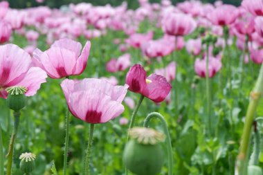 Bahçede güzel pembe gelincik