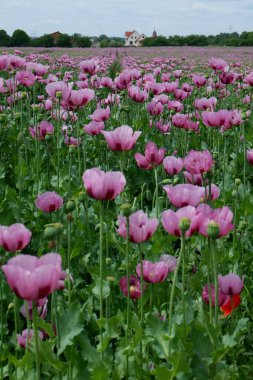 Yazın açan kırmızı gelinciklerin güzel tarlası.
