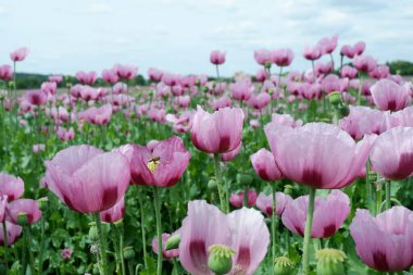 Kırmızı haşhaş tarlası, yaz