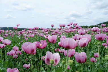 Bahçedeki güzel pembe lale çiçekleri