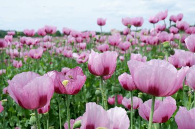 Bahçedeki güzel pembe lale çiçekleri