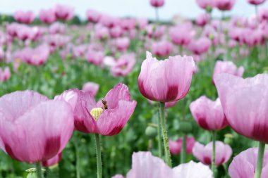 Yakın - güzel yabani gelincik çiçekleri manzarası