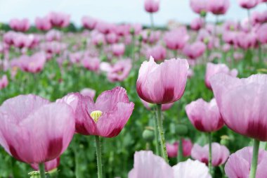 Kapalı - güzel çiçek açan gelincik çiçekleri