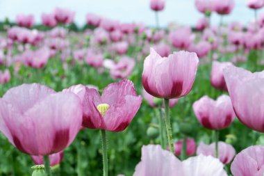 Bahçedeki pembe gelincik çiçeği