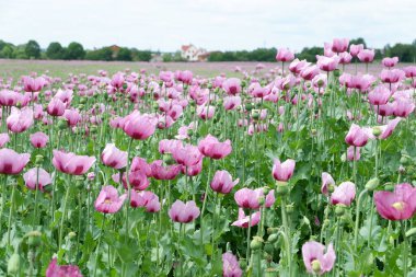 Pembe lale çiçekleriyle dolu güzel laleler.