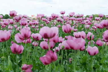 Çayırda pembe laleler