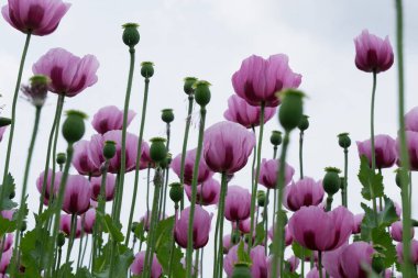 Bahçedeki güzel pembe çiçekler