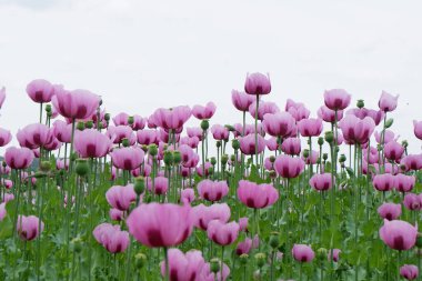 Yeşil arka planda pembe gelincikler