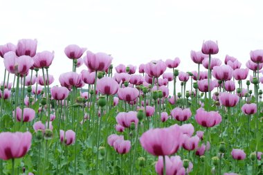 Bahçedeki güzel laleler