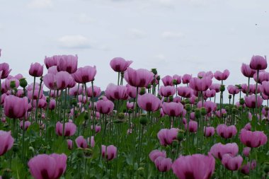 Bahçedeki güzel laleler