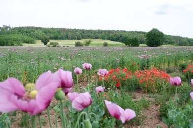 Bahçedeki güzel çiçekler