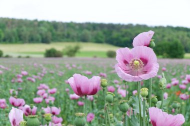 Yazın pembe ve beyaz haşhaş tarlası