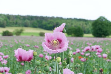 Bir tarlada güzel çiçekler