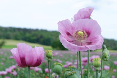 Bahçede güzel gelincik çiçekleri