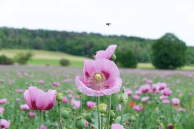 Kırmızı çiçek tarlası.