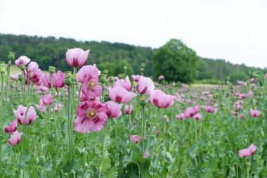 Bahçedeki pembe çiçekler