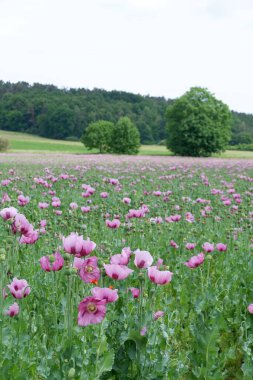 Güzel pembe çiçek tarlada