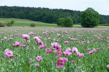 Yaz aylarında kırmızı haşhaş alan.
