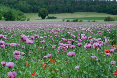 Yazın gelincik tarlası