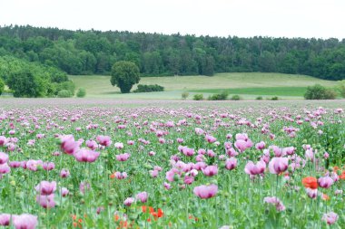 Güzel çiçekler, çiçekli arka plan.