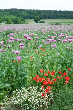 Güzel çiçekler, doğa arka planı