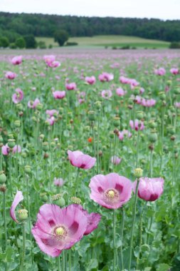 Bahçedeki pembe çiçekler