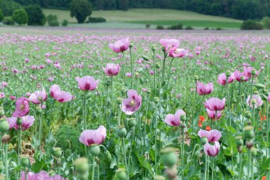 Bahçedeki güzel çiçekler