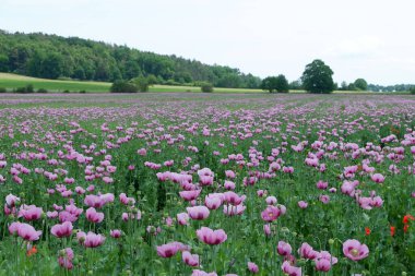 Pembe gelincikler ve yeşil otlar.