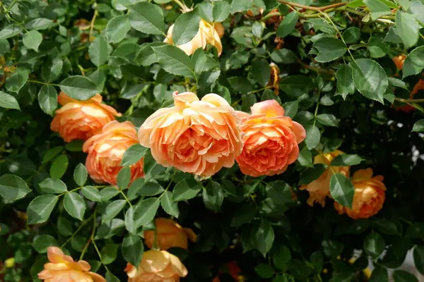 Bahçedeki güzel çiçekler