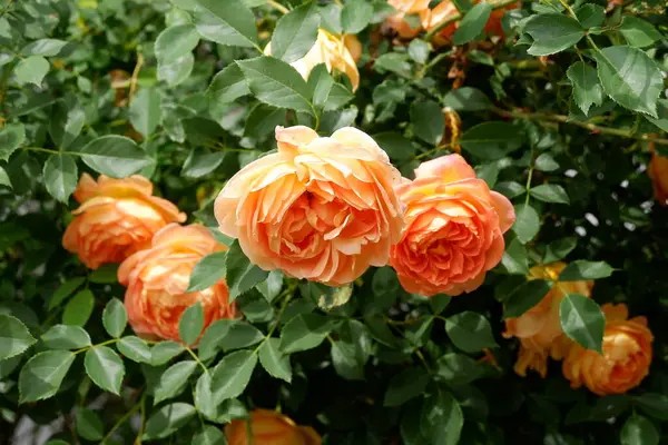 Bahçedeki güzel güller