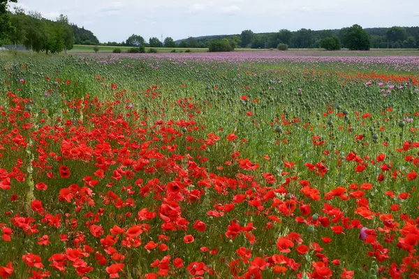 haşhaş kırmızı ve mavi gökyüzü