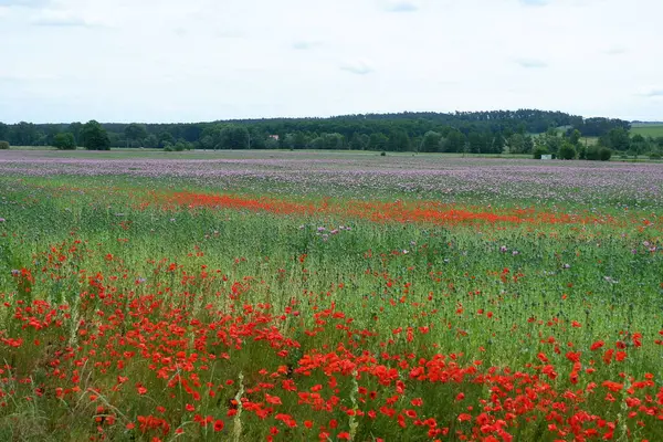 Yazın tarlada kırmızı haşhaş tarlası