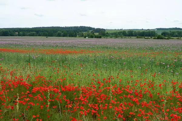 Güneşli bir yaz gününde kırmızı haşhaş tarlası