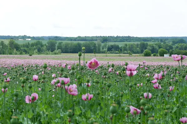 Pembe gelincikler tarlada