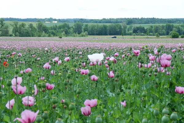 Tarlada pembe laleler