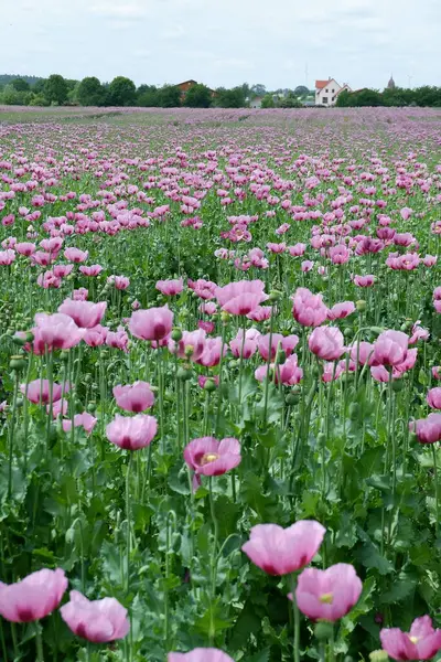 Bahçedeki güzel çiçekler