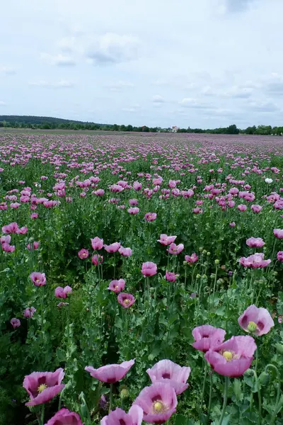 Tarlada güzel pembe gelincik çiçekleri