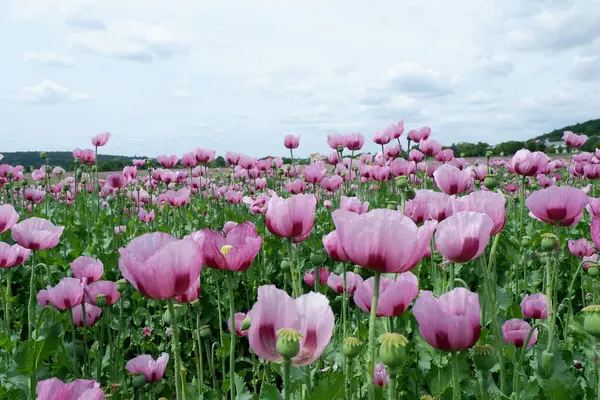 Bahçedeki güzel pembe lale çiçekleri