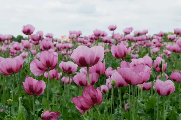 Bahçedeki güzel laleler