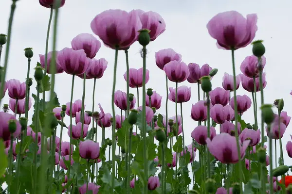 Yakın çekim - güzel yaban gelinciği çiçekleri